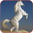 Horse Wallpapers أيقونة