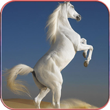 Horse Wallpapers icono