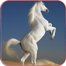 Horse Wallpapers 4K APK