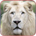 HD Lion Wallpapers 图标