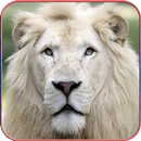 HD Lion Wallpapers APK