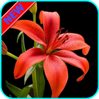 HD Lily Flower wallpaper أيقونة