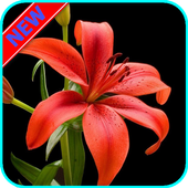 Icona HD Lily Flower wallpaper