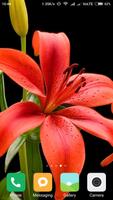 HD Lily Flower wallpaper الملصق