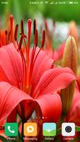 HD Lily Flower wallpaper 截图 1