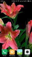 3 Schermata HD Lily Flower wallpaper