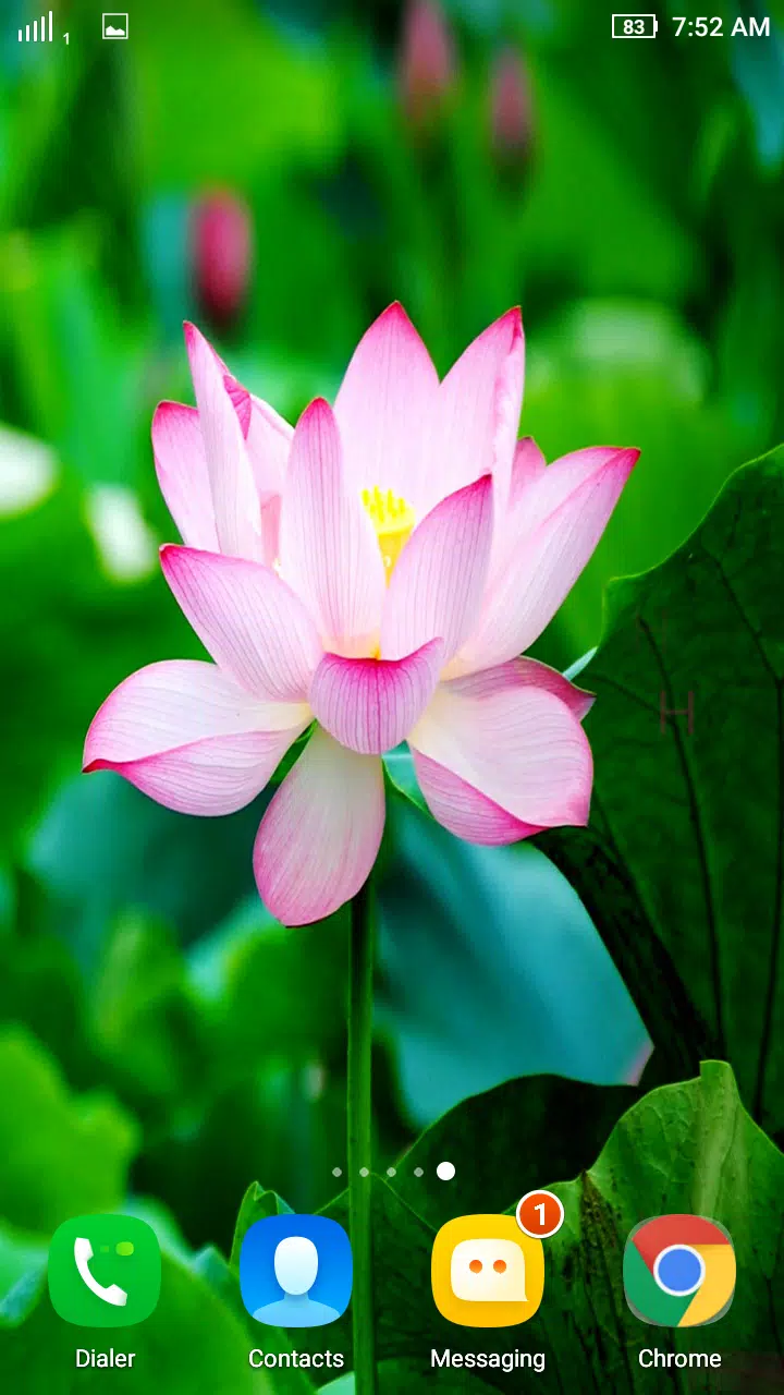 Tải xuống APK HD Lotus Flower Wallpaper cho Android Tải xuống APK HD Lotus Flower Wallpaper cho Android