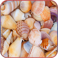 HD Seashell Wallpaper