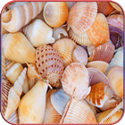 HD Seashell Wallpaper ikon