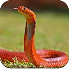 download Snake Wallpaper HD APK