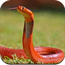 Snake Wallpaper HD aplikacja