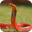 Snake Wallpaper HD APK