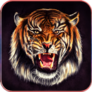 HD Tiger Wallpapers-APK