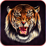 HD Tiger Wallpapers simgesi