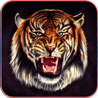 HD Tiger Wallpapers 图标