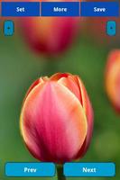 Tulip Wallpapers Affiche