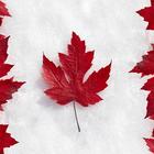 Canada Wallpapers أيقونة