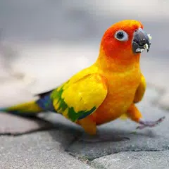 Parrots wallpapers APK Herunterladen