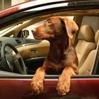 Dogs in cars 아이콘