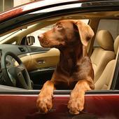 Dogs in cars icon