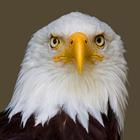 Eagle wallpapers-icoon