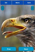 Eagle wallpapers স্ক্রিনশট 3