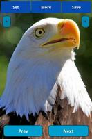 Eagle wallpapers الملصق