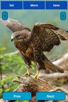 Eagle wallpapers স্ক্রিনশট 2