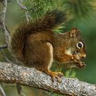 Squirrel Wallpapers आइकन