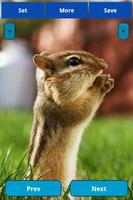 Squirrel Wallpapers 포스터