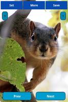 Squirrel Wallpapers 截圖 1
