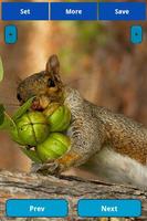 Squirrel Wallpapers 스크린샷 2