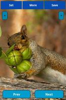 Squirrel Wallpapers 截圖 2