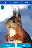 Squirrel Wallpapers 截圖 3