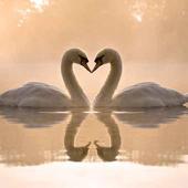 Animals in Love Wallpapers icon