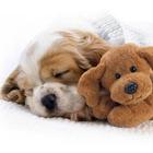 Sleepy animals Wallpapers icône