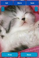 Sleepy animals Wallpapers Plakat