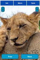 Sleepy animals Wallpapers 截图 1