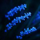 Blue Flowers Wallpapers ikona