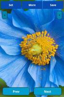 Blue Flowers Wallpapers syot layar 1