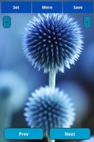 Blue Flowers Wallpapers syot layar 3