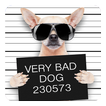 Funny Bad Dogs Live Wallpaper