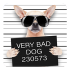 Funny Bad Dogs Live Wallpaper icon