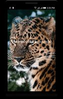 Animals Backgrounds Plakat