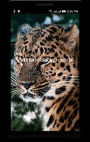 Animals Backgrounds Affiche