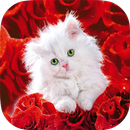 Cats HD Wallpapers APK