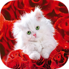 Cats HD Wallpapers آئیکن