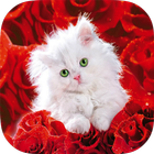 Cats HD Wallpapers 图标