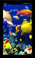 Fish HD Wallpaper Affiche