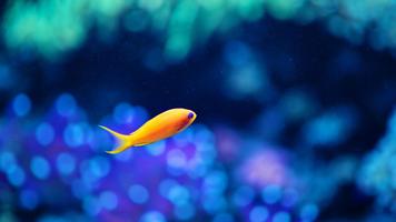 Fish HD Wallpaper syot layar 3